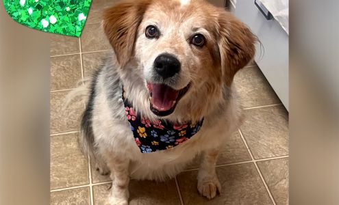 Pawdicures For Pups 1438 Lakeview Pkwy, Locust Grove Virginia 22508