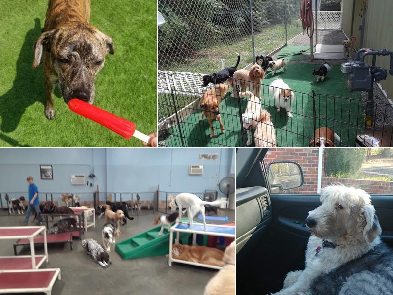 Tori's K9 Adventures