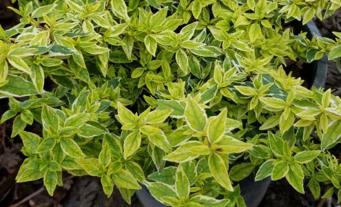 Western Star Nurseries 8255 Niles Canyon Rd, Sunol California 94586