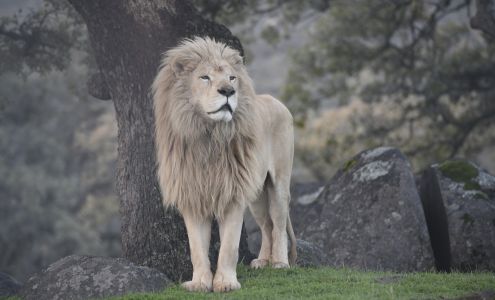 Lions Tigers & Bears