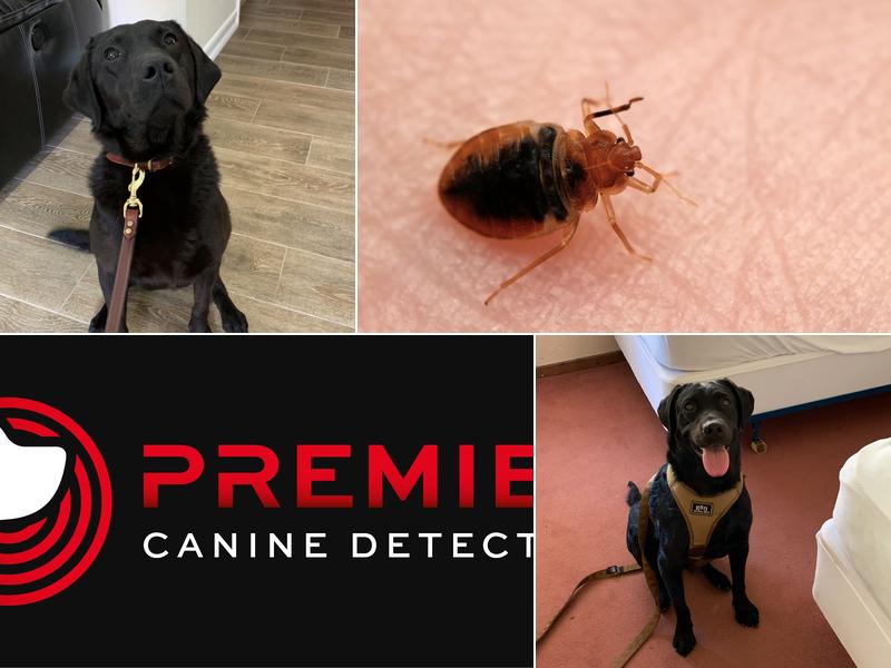 Premier Canine Detection