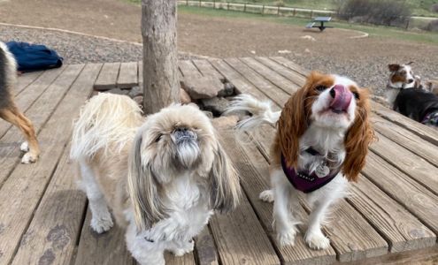 Poop In A Group LLC: At Home Dog Boarding Services