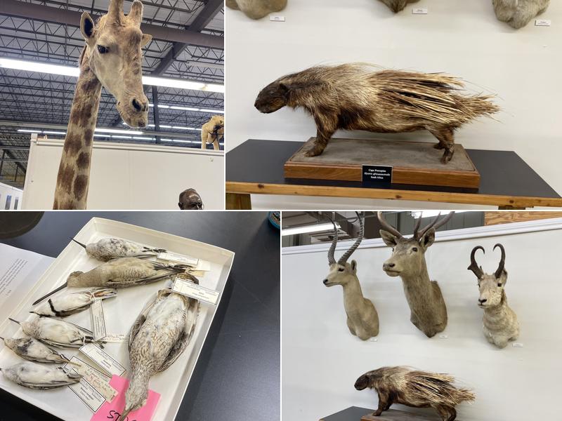Biodiversity Research and Teaching Collections (BRTC)