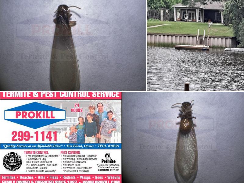Prokill Termite and Pest Control