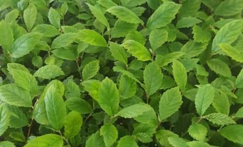 Knight Hollow Nursery Inc