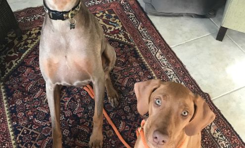 Tripp’s Dog Training St. Pete, Certified Dog Trainer