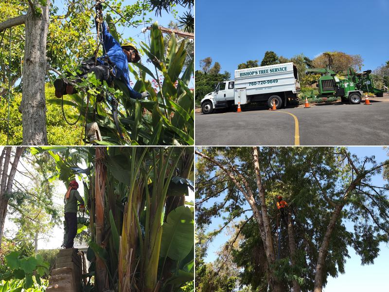 Bishop's Tree Services Inc
