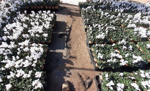 United Plant Growers Nursery