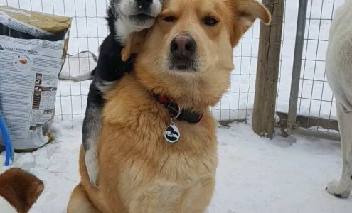 Angel's Animal Rescue Society