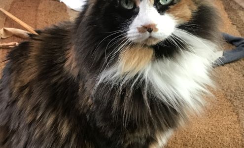 Merritt Veterinary Hospital 2171 Douglas St, Merritt British Columbia V1K 1M8