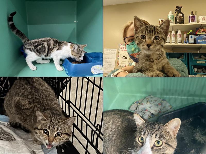 Roblin Veterinary Clinic