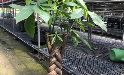 El Monte Nursery Inc