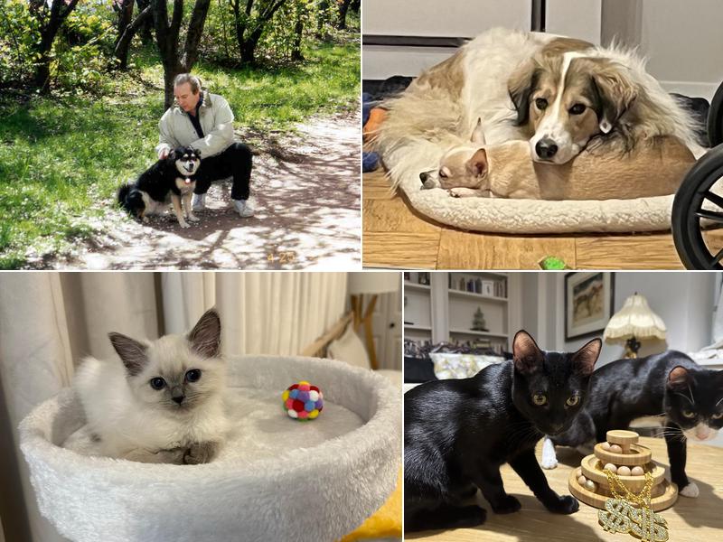 Bruce Lowenstein DVM- Veterinary House Calls