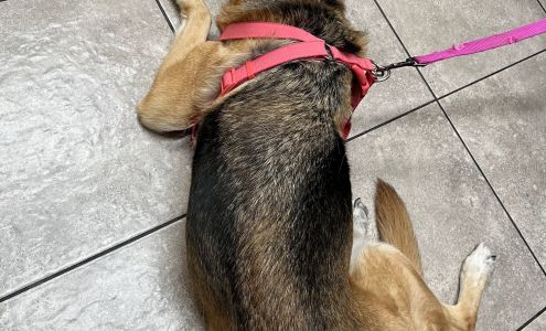 All Pets Pet Sitting, LLC