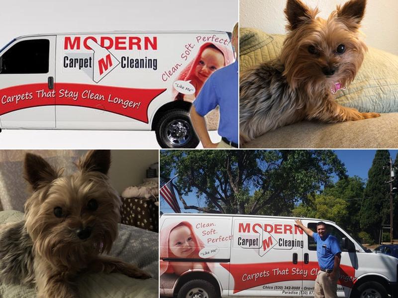 Modern Carpet Cleaning