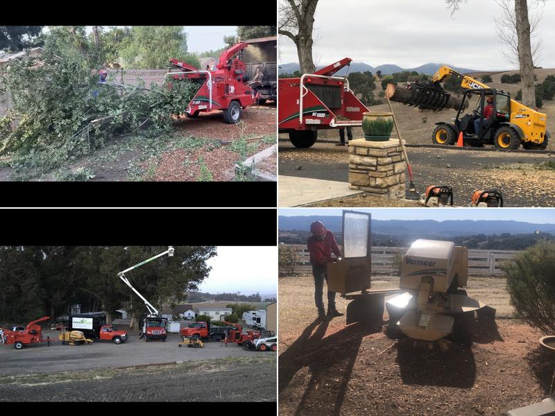 Dreamland Tree Service tree trimmers