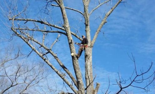 Mike's Tree Service 401 Ellis Rd, Blountville Tennessee 37617