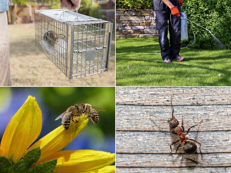 Majestic Pest Control of Melville