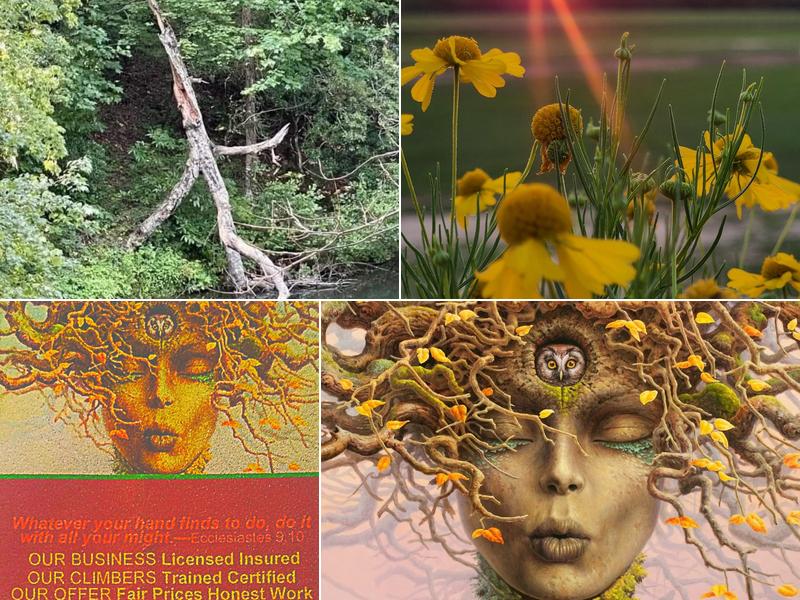 Floyd & Griffin Tree Wizard's, LLC. (FGTW's)