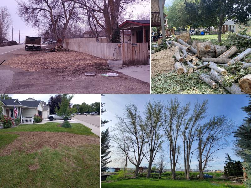 Trees All Day Tree Service