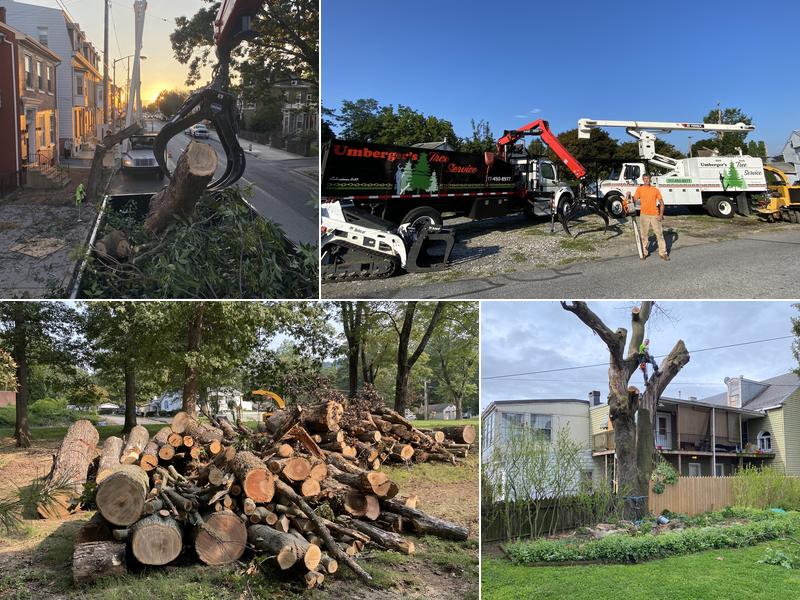 Umberger's Tree Service