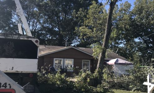 Branch'In Out Tree Service