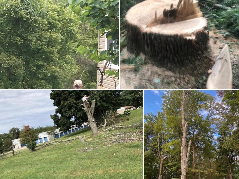 D’s Tree Removal & More