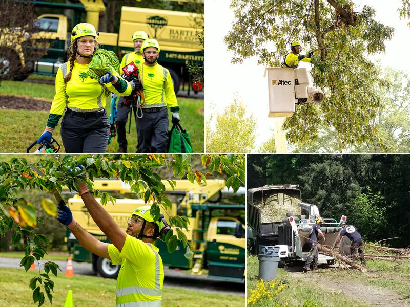 Bartlett Tree Experts