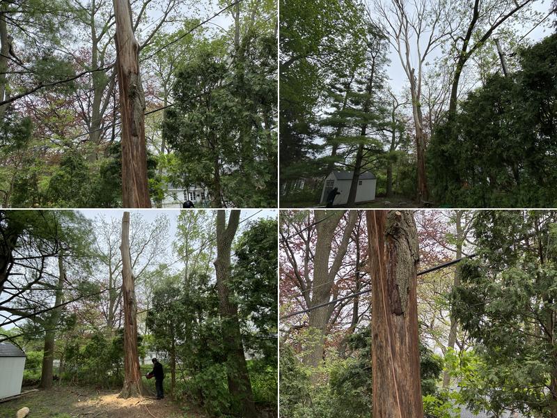 Mountain Tree Service, INC.