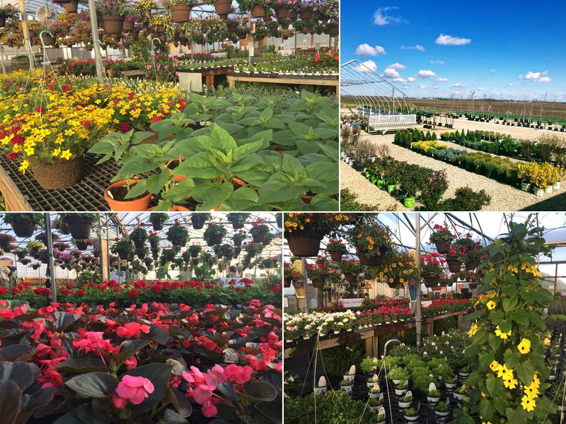 Mile Tree Lawn & Garden