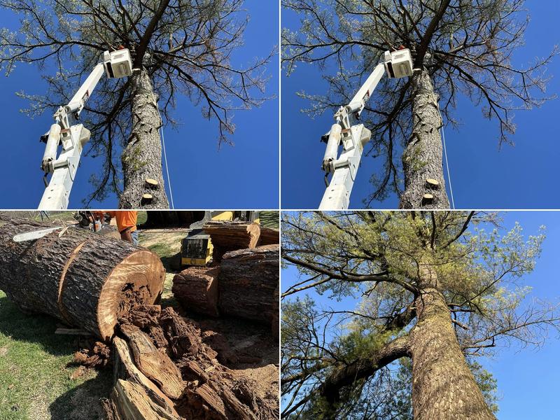 Robson Complete Tree Services Llc