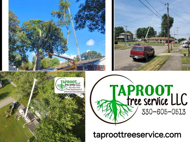 Taproot Tree Service