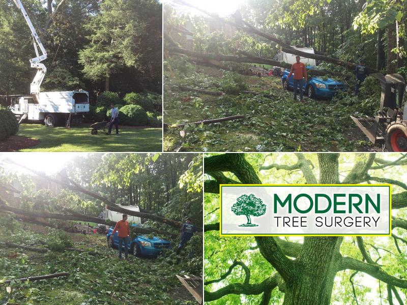 Modern Tree Surgery