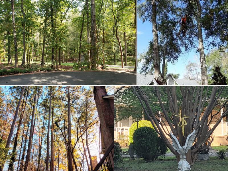 Nature Boyz Tree Service