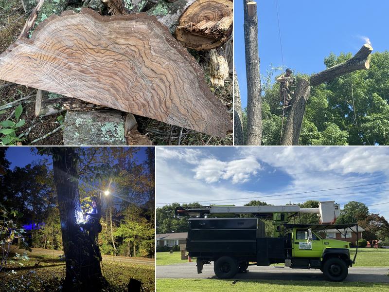 Higher Elevations Tree Care