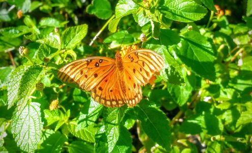 Carolina Horticultural Services