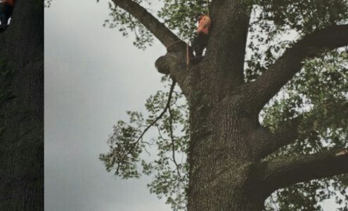 All Woods Tree and Outdoor Services