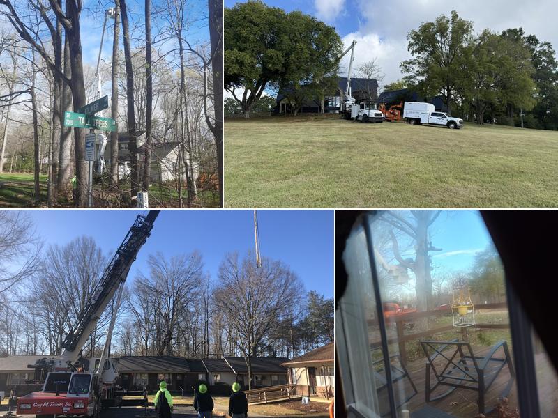 Johnson Tree and Property Maintenace