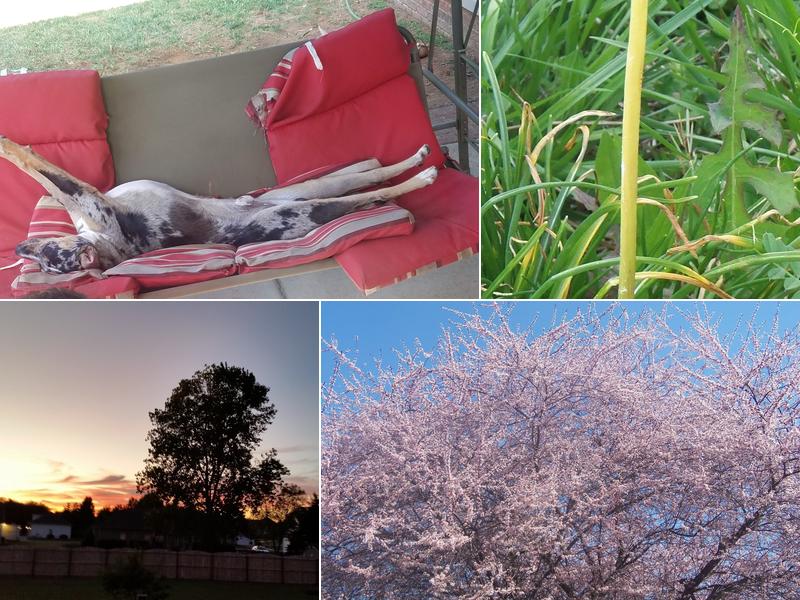 We Trim Tree Service Harrisburg