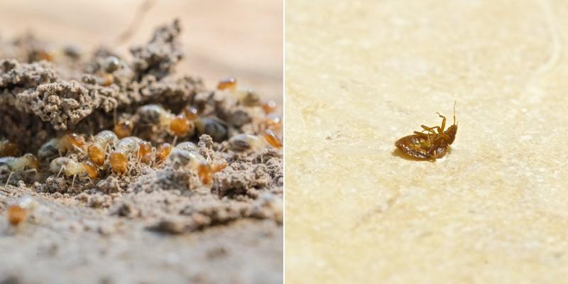 Buzz Termite and Pest Control, LLC