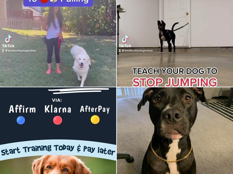 Best Buddy Dog Trainer, LLC