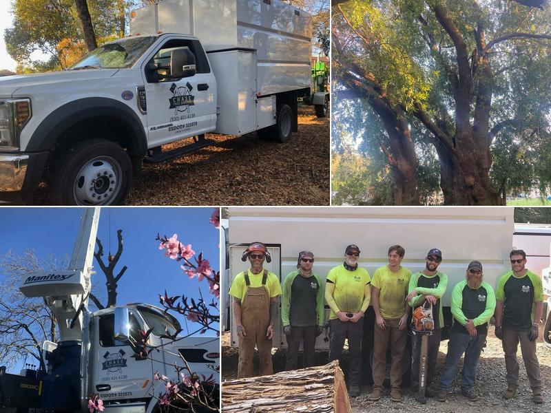 Chase Tree Service
