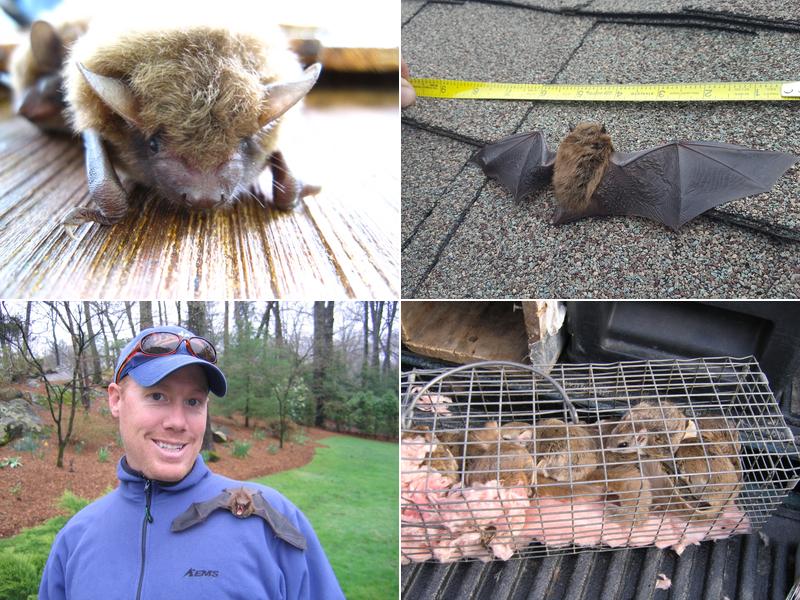 All About Bats & Wildlife, Inc.