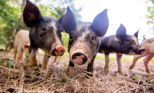 Riverview Farms Ranger