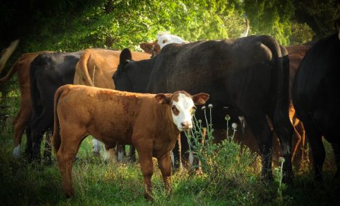 Old Century Meats Sterrett