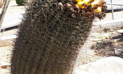 Nogales Fruit & Tomato District