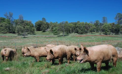 Family Friendly Farms