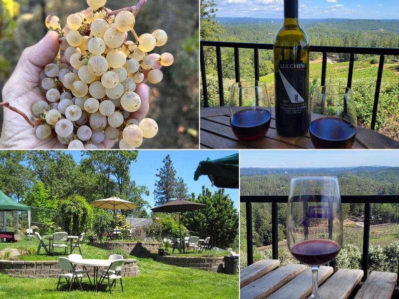 Lucchesi Vineyards & Winery