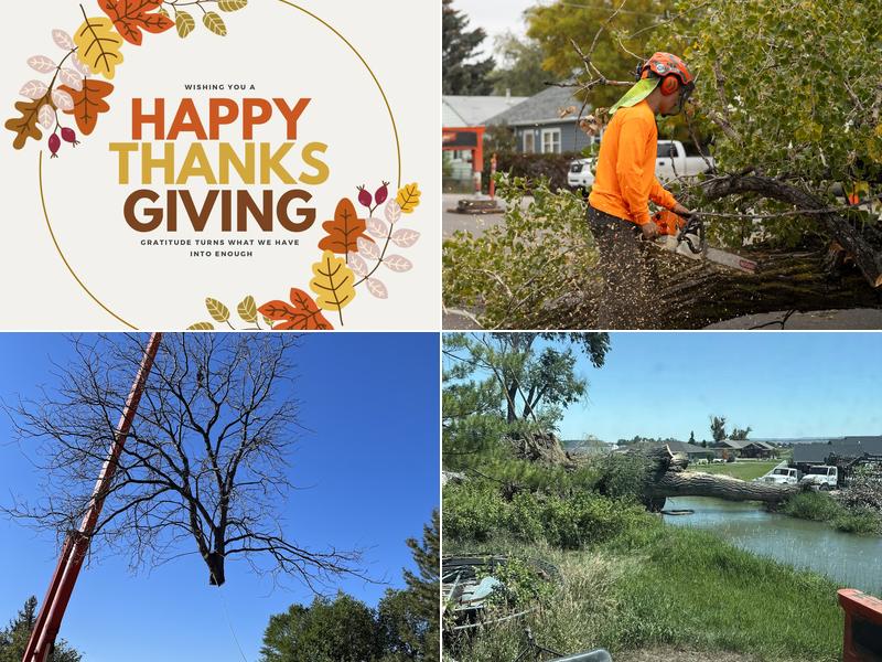 CM Tree Service and Removal