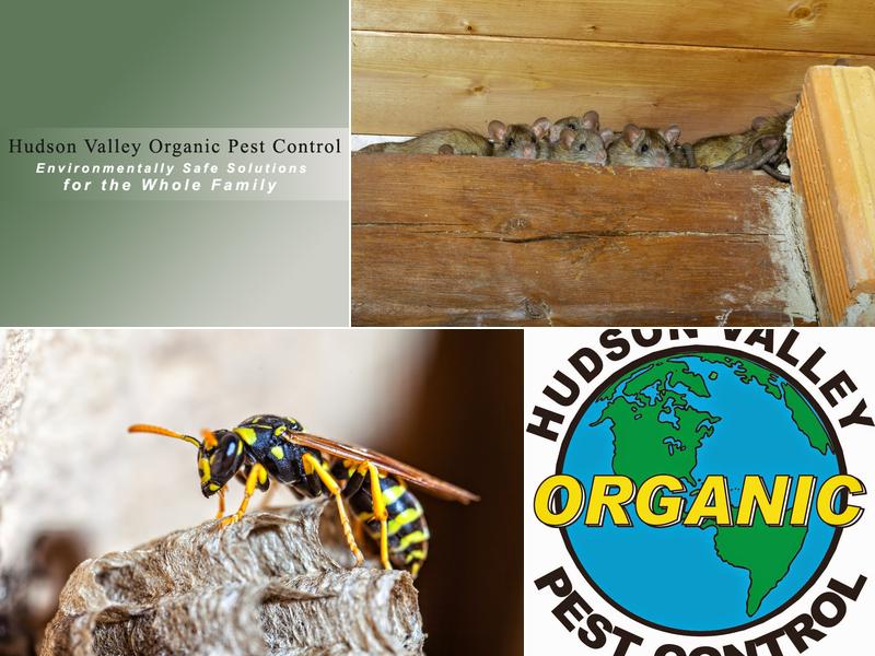 Hudson Valley Organic Pest Control